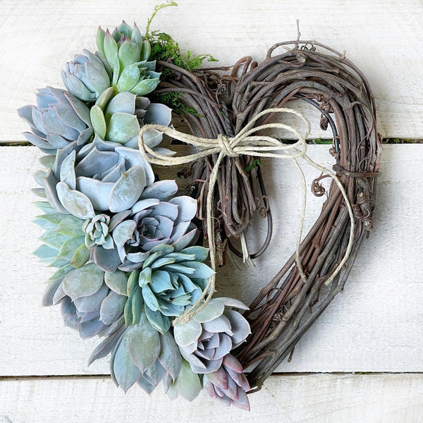 Sarah Succulent