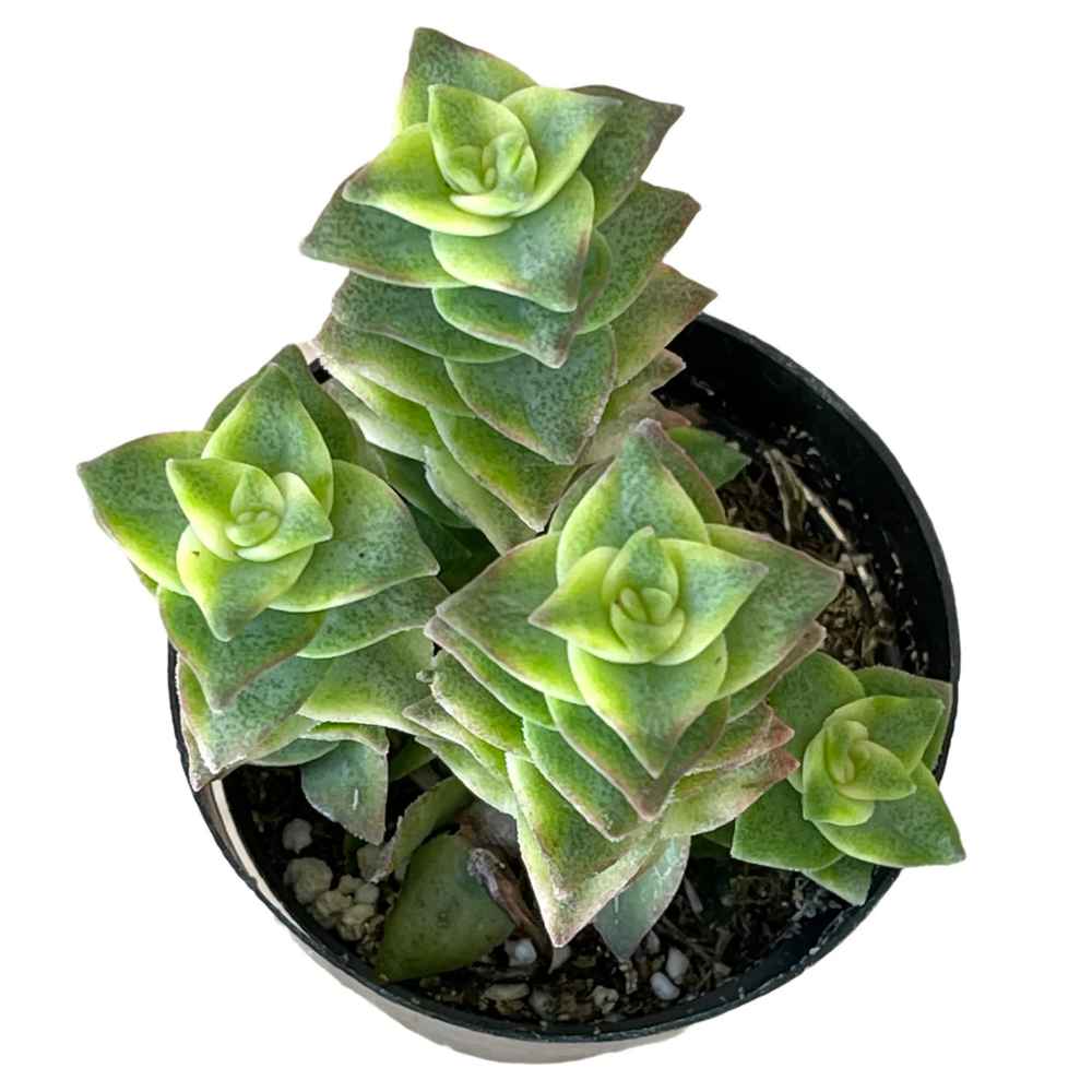 Crassula perforata variegata