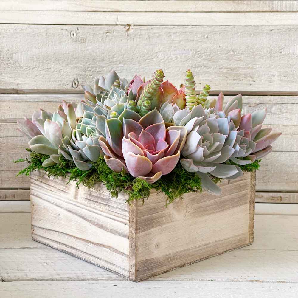 Chloe Planter