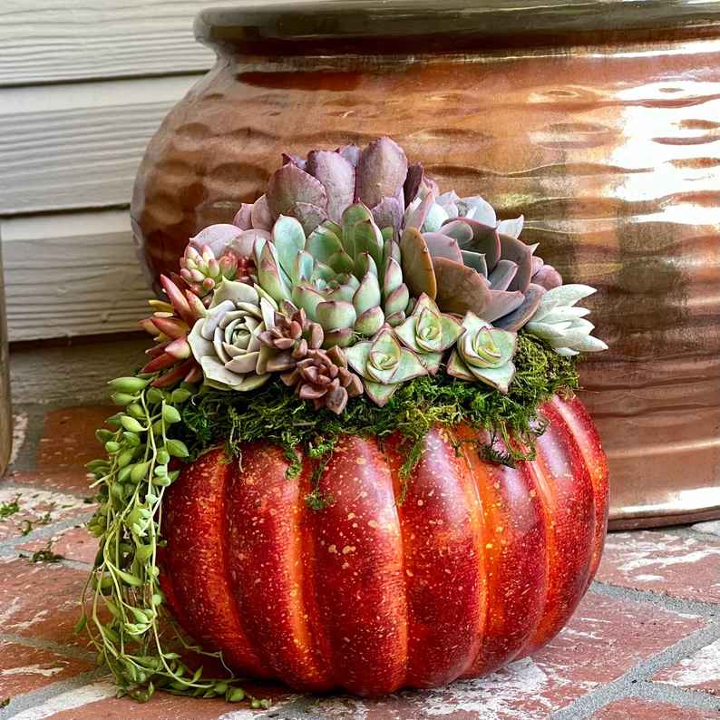 Pumpkin Trimmed