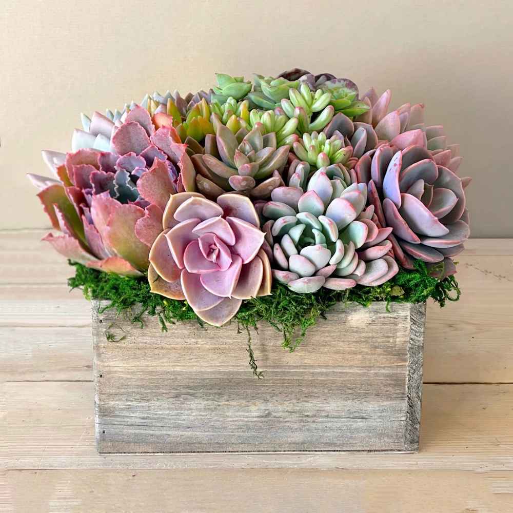 Chloe Planter
