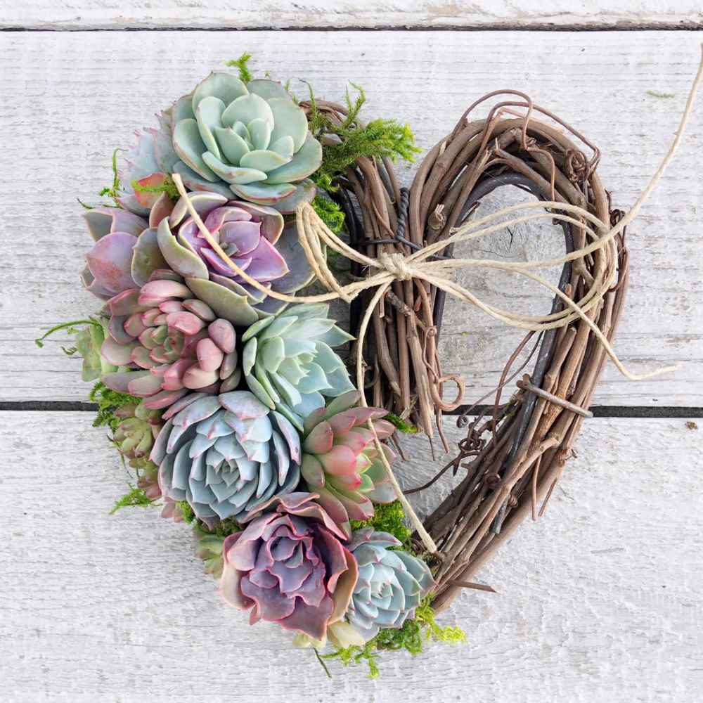 Sarah Succulent