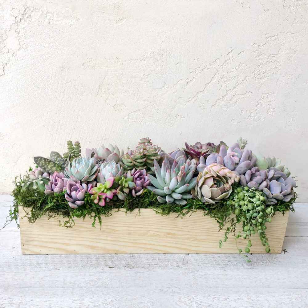 Clementine Succulent Planter