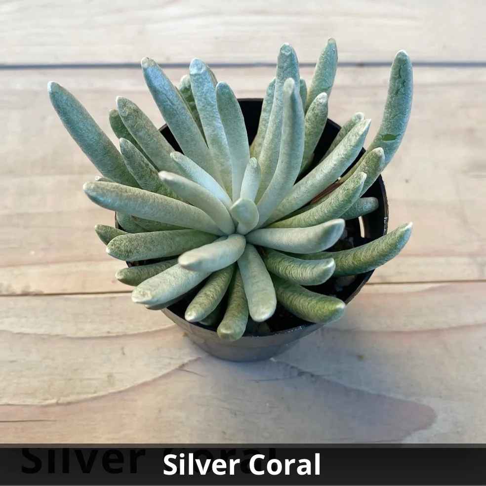 Senecio scaposus 'Silver Coral' 4”
