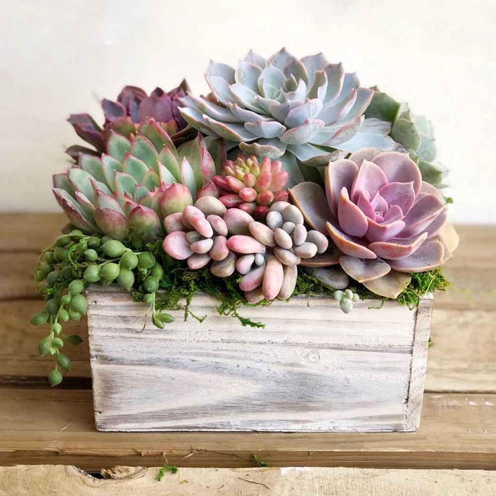 Chloe Planter
