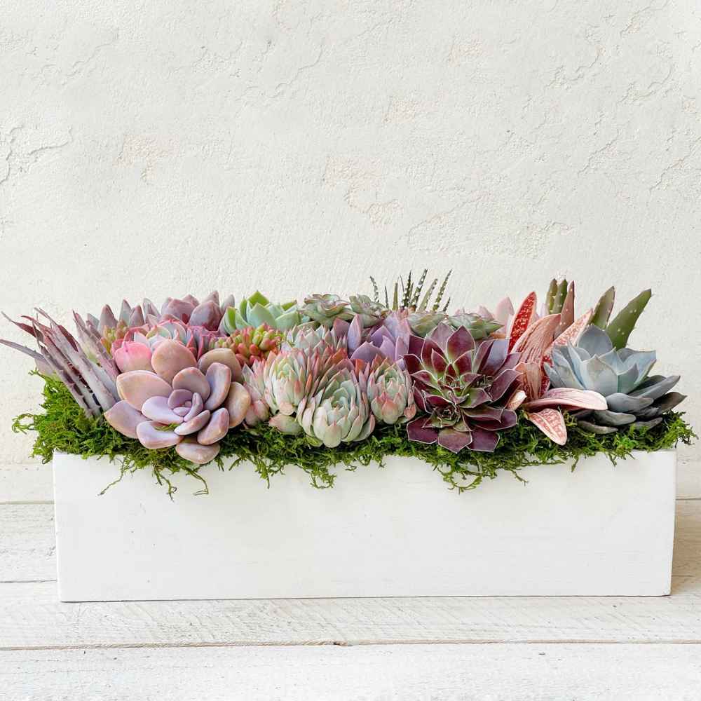 Clementine Succulent Planter