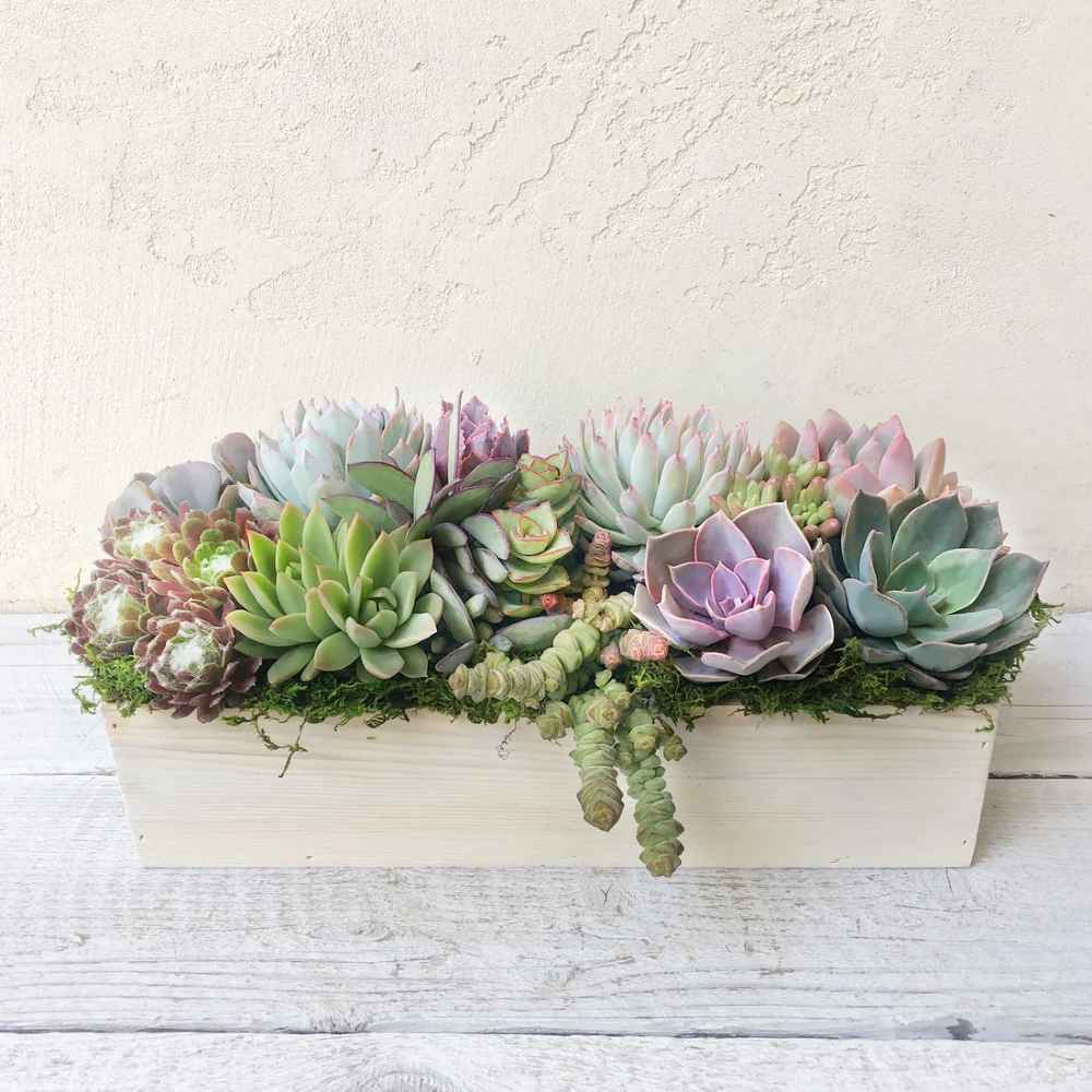 Clementine Succulent Planter
