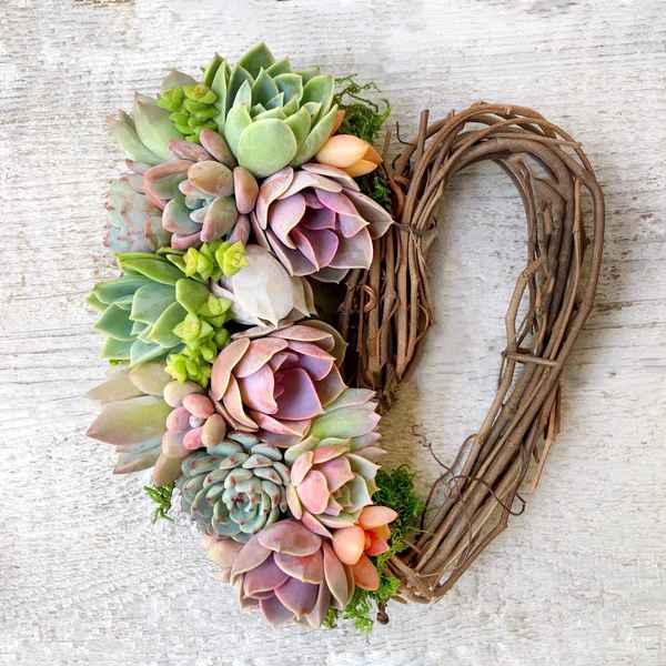 Sarah Succulent