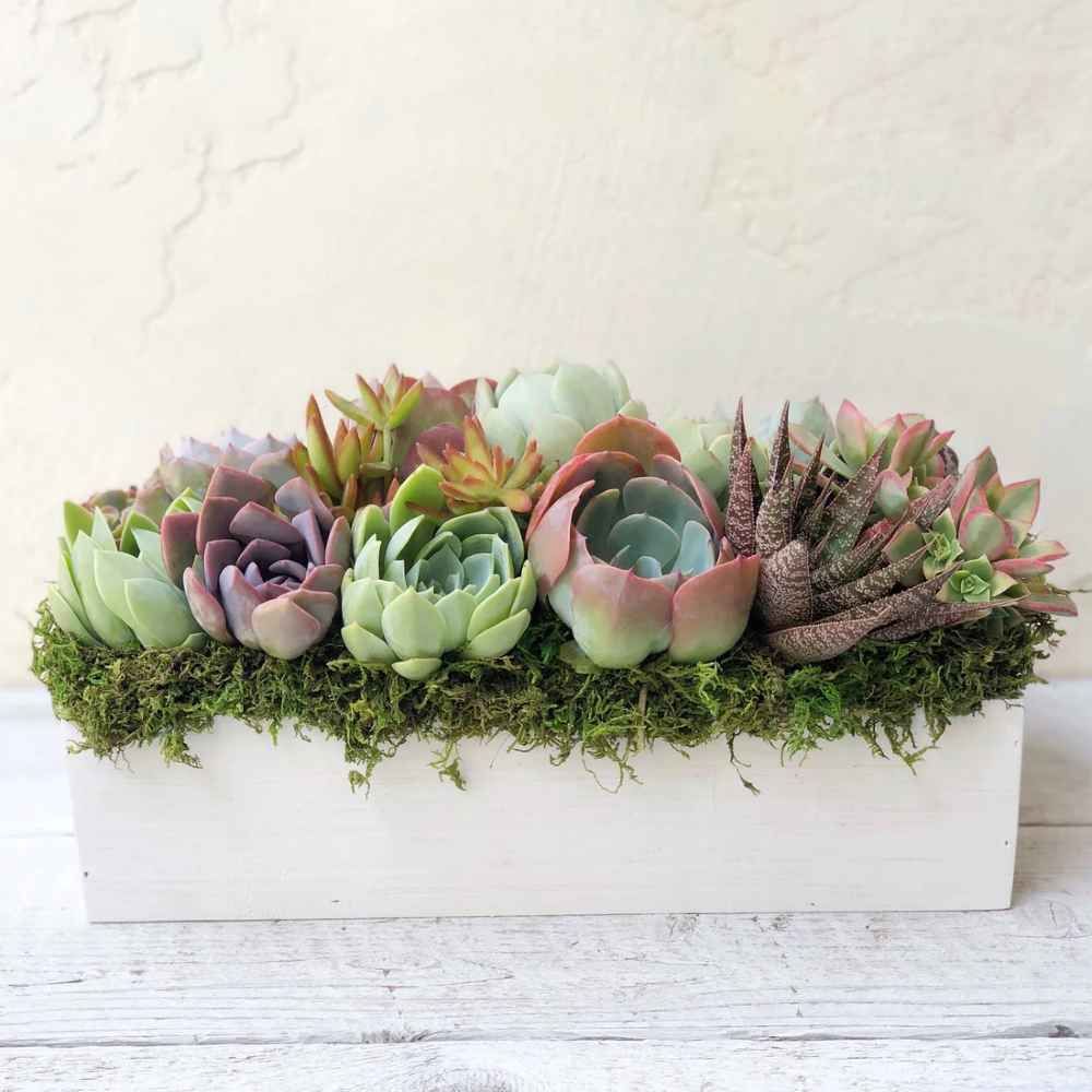 Clementine Succulent Planter