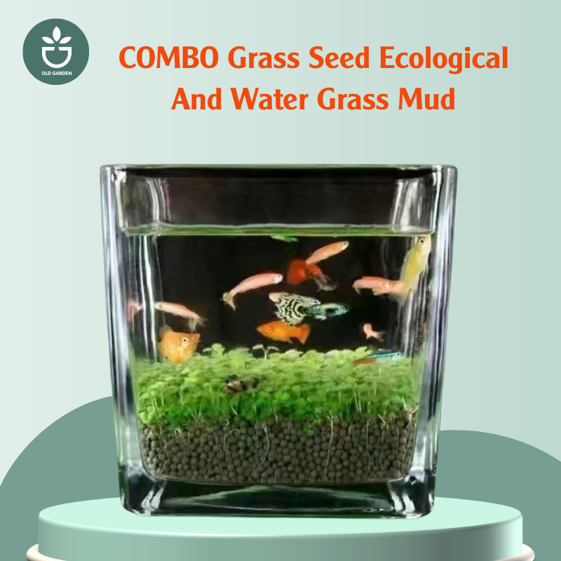 planting aquarium grass seeds COMBO grass seed ecological and water grass mud 500g mud + 10g seed