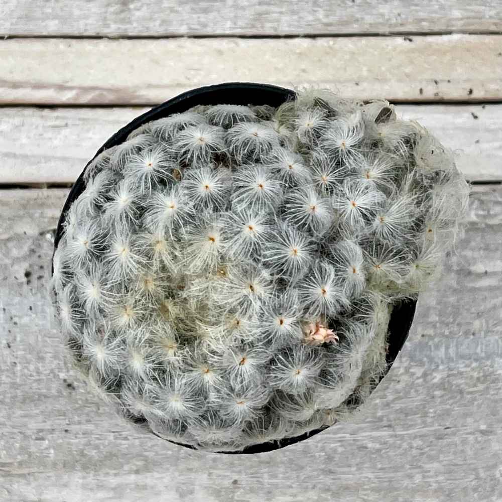 Cacti Mammillaria plumosa 'Feather Cactus'