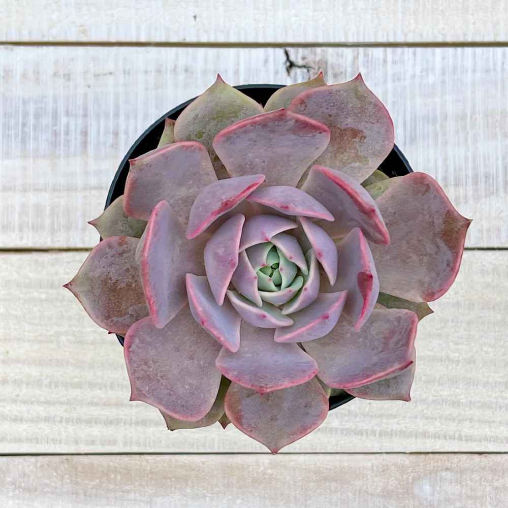 diamond succulent Echeveria Pink Diamond 4”