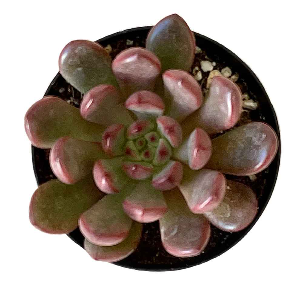 Graptoveria 'Bashful'