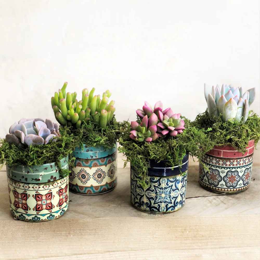 Lupita Set of three Planters