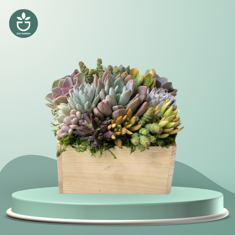 Unplanted Brinley Succulent Planter