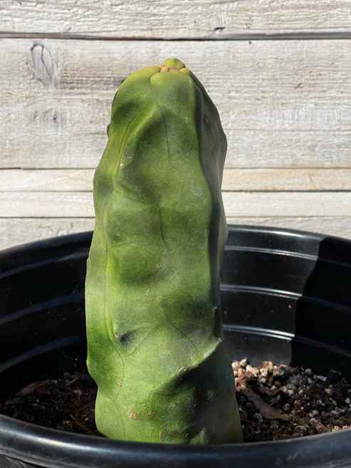 Pachycereus schottii var. monstrosus. Totem pole cactus