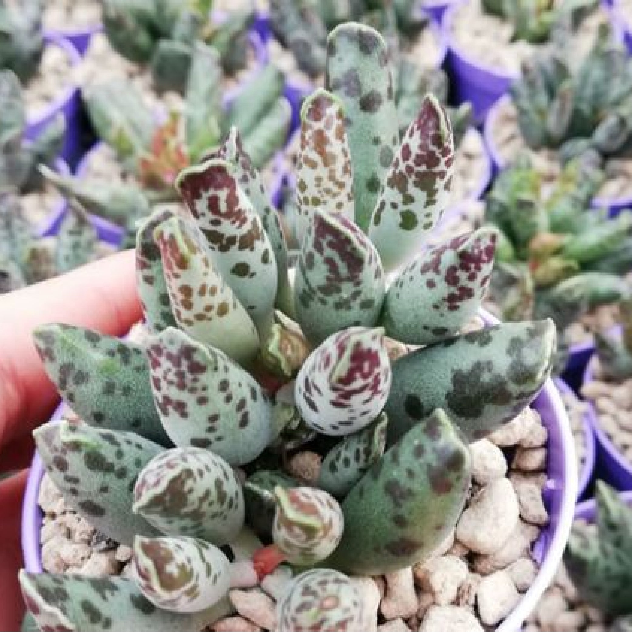 Rare Adromischis Cooperi V. Festivus