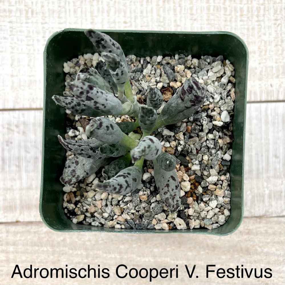 Rare Adromischis Cooperi V. Festivus