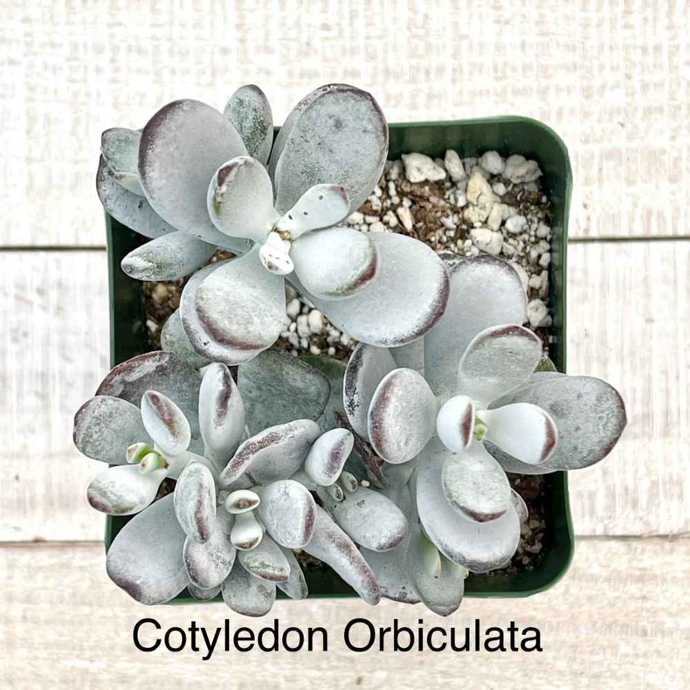 succulent cotyledon Rare Cotyledon Orbiculata