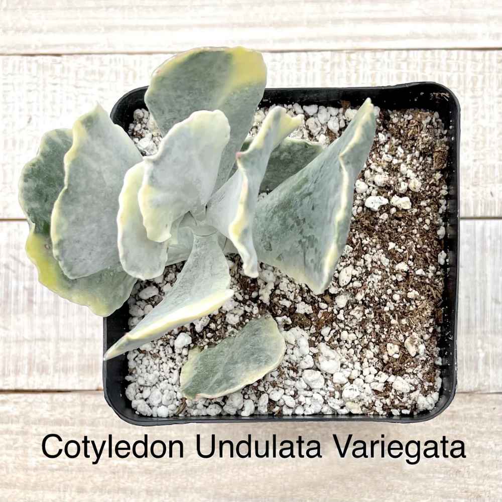Rare Cotyledon Undulata Veriegated