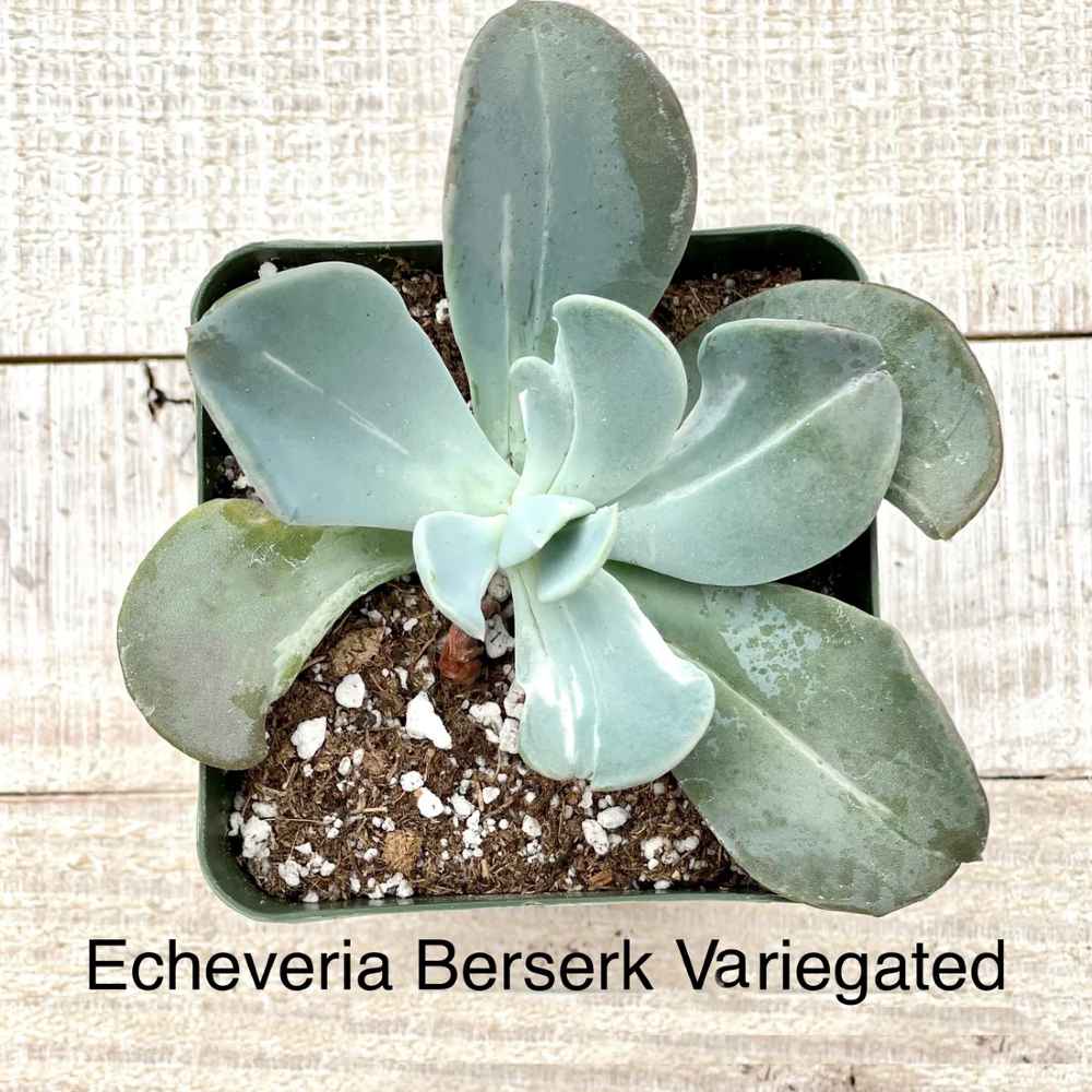 Rare Echeveria Berserk Variegated