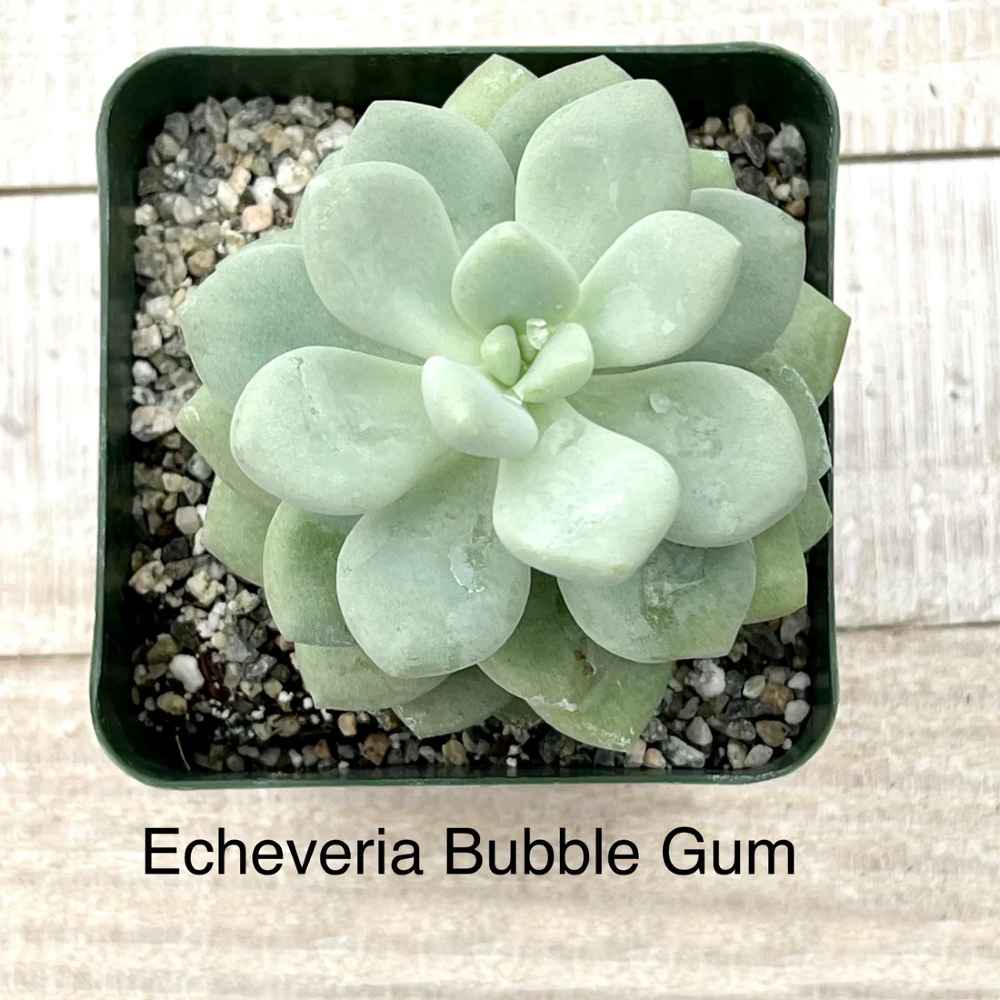bubble succulent plant Rare Echeveria Bubble Gum
