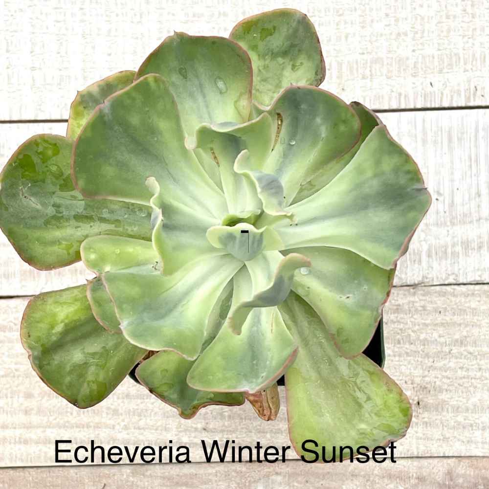 Rare Echeveria Winter Sunset