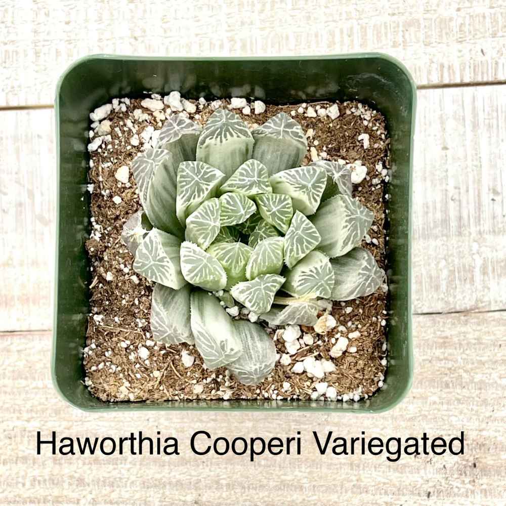 expensive succulent Rare Haworthia Cooperi Variegated