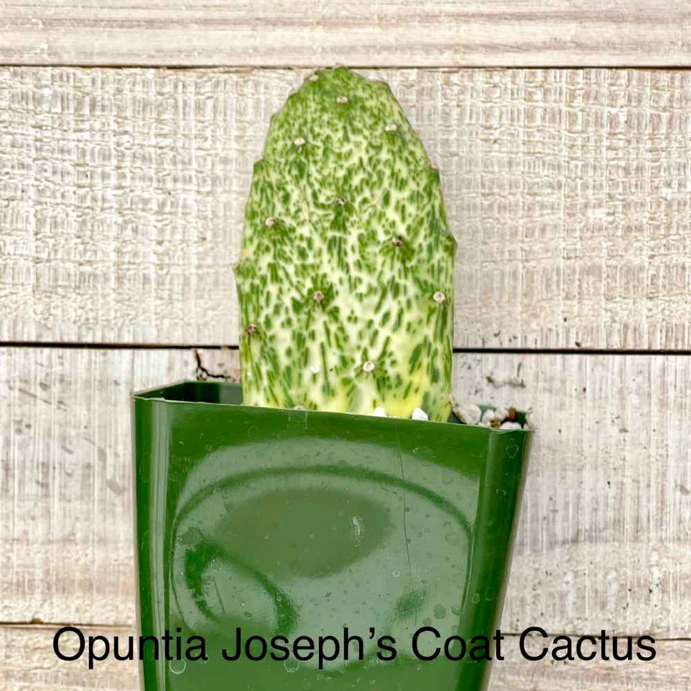 Rare Opuntia Joseph's Coat Cactus