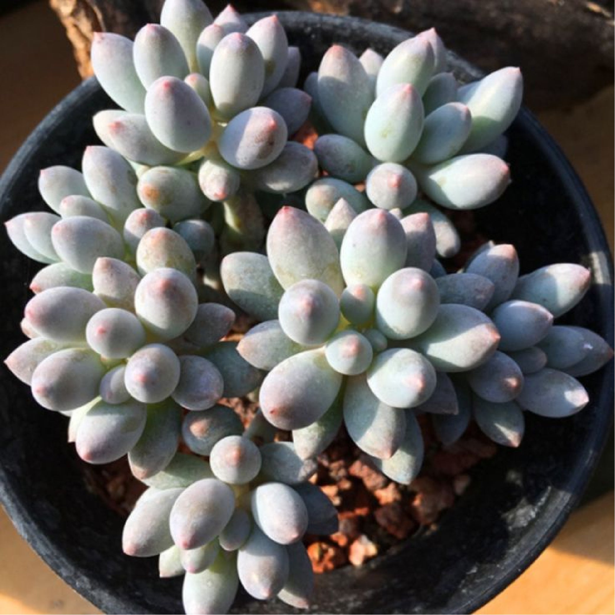 Rare Pachiphytum Baby Finger