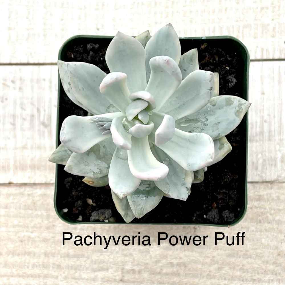 succulent powder Rare Pachyveria Powder Puff