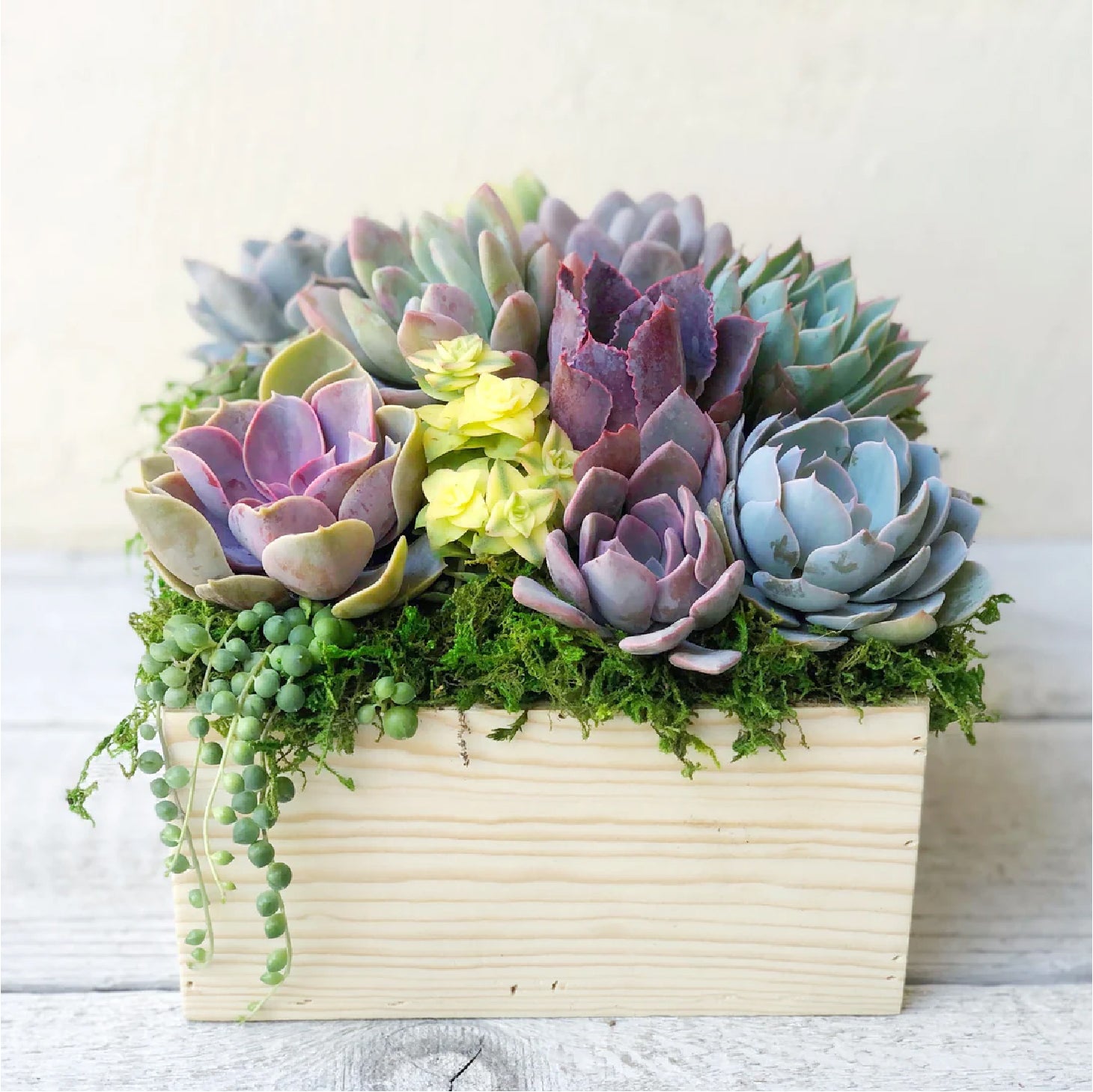 succulents in wood box Brinley Succulent