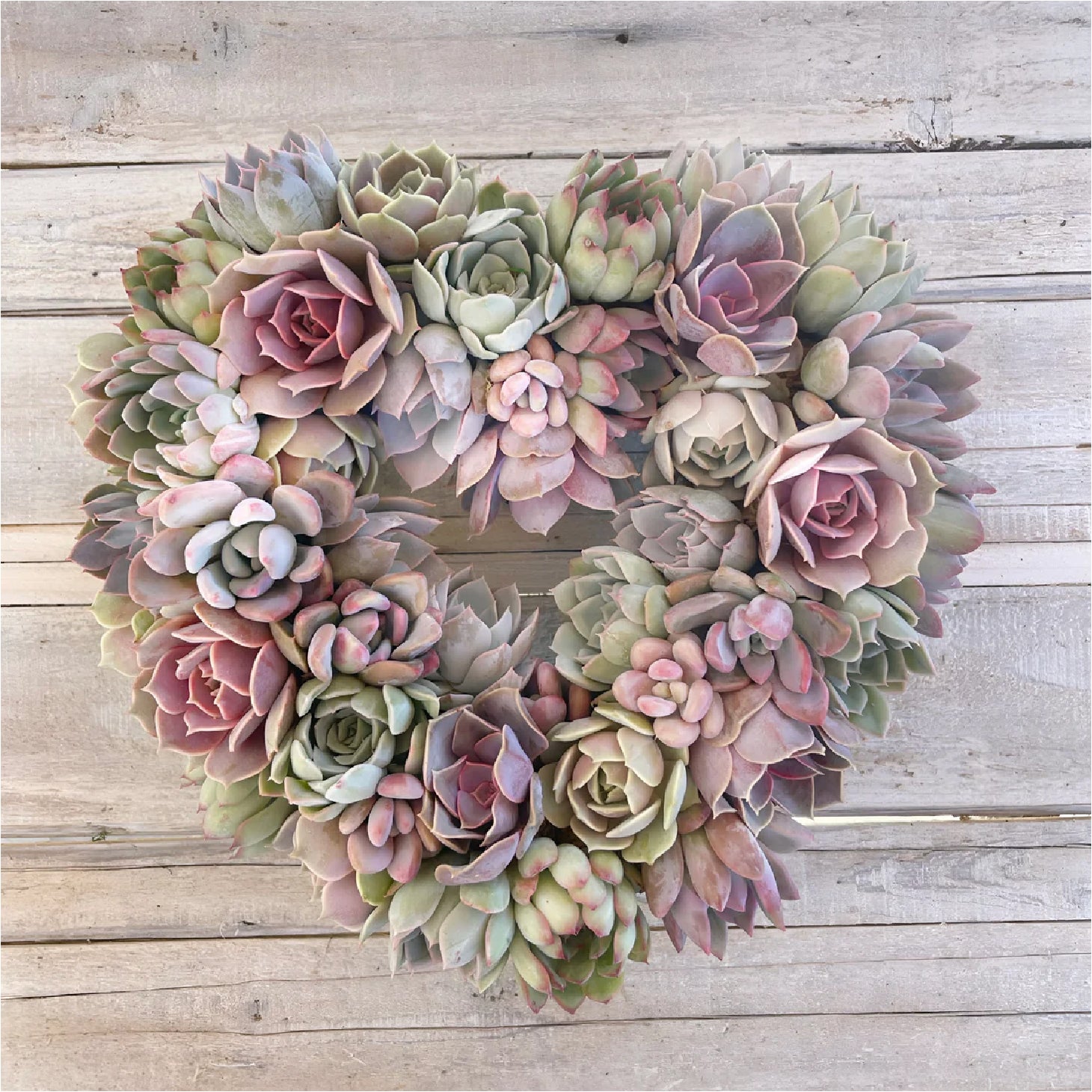 pink heart shaped succulent Angelique Heart-Shaped 14 inch