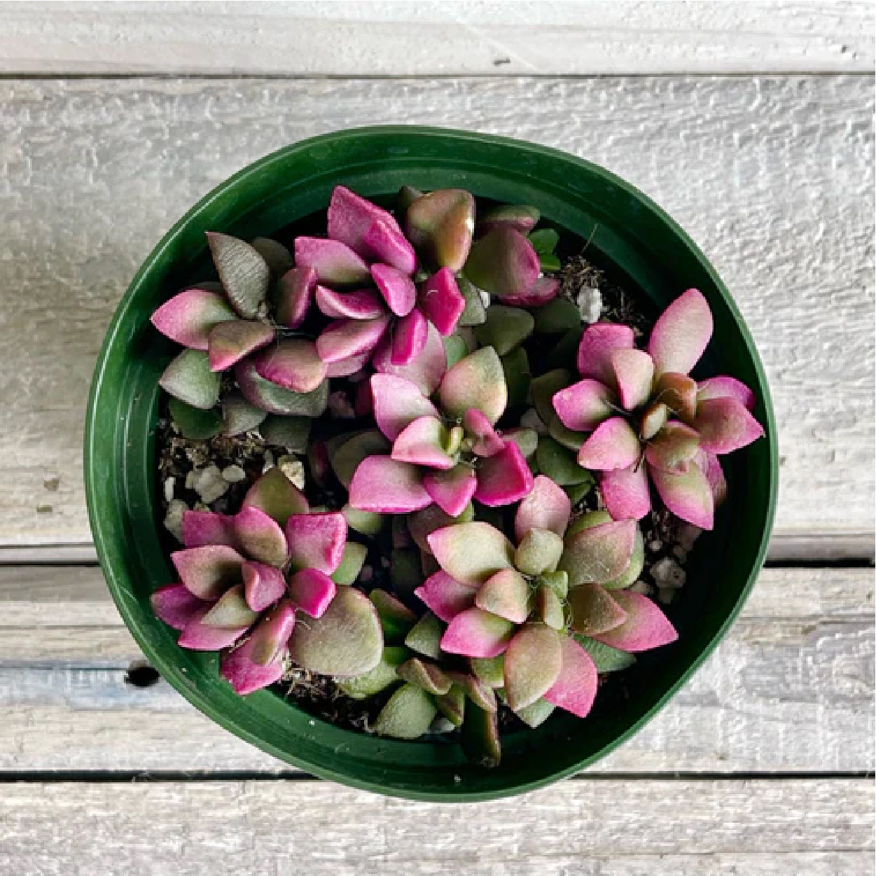 pink sunrise succulent Anacampseros sunrise 4"