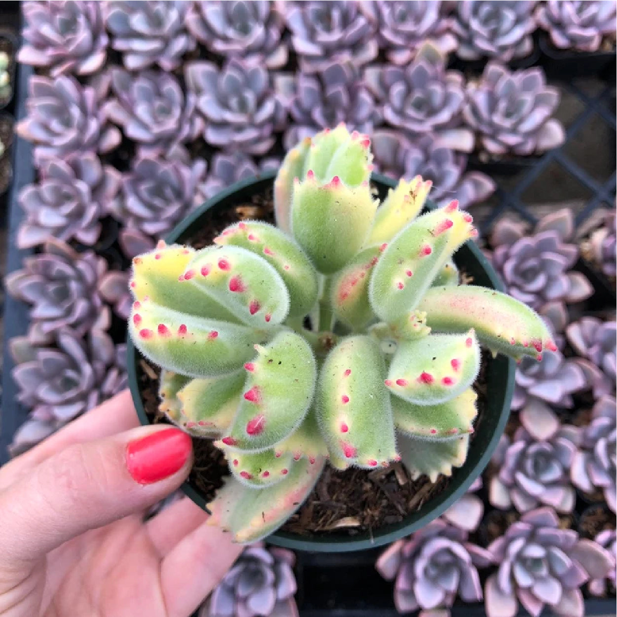 bear paw succulent plant Cotyledon tomentosa 'Bear's Paw' variegata