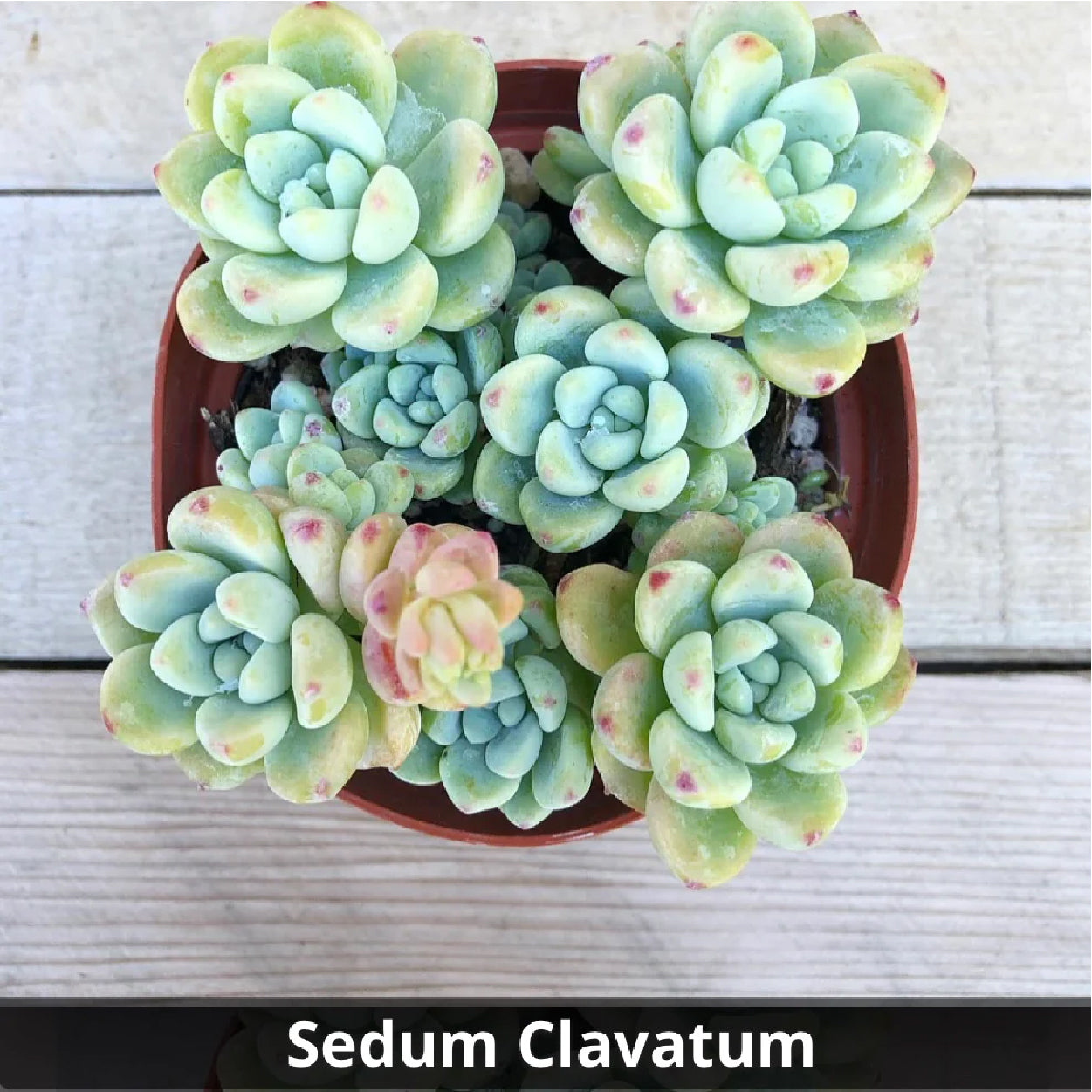 colorful succulents for sale Sedum clavatum 4”