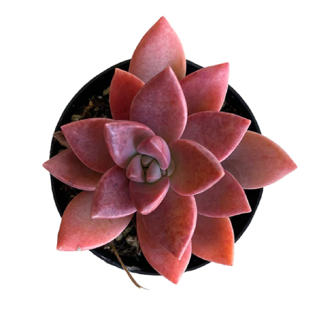 Graptosedum 'California Sunset"