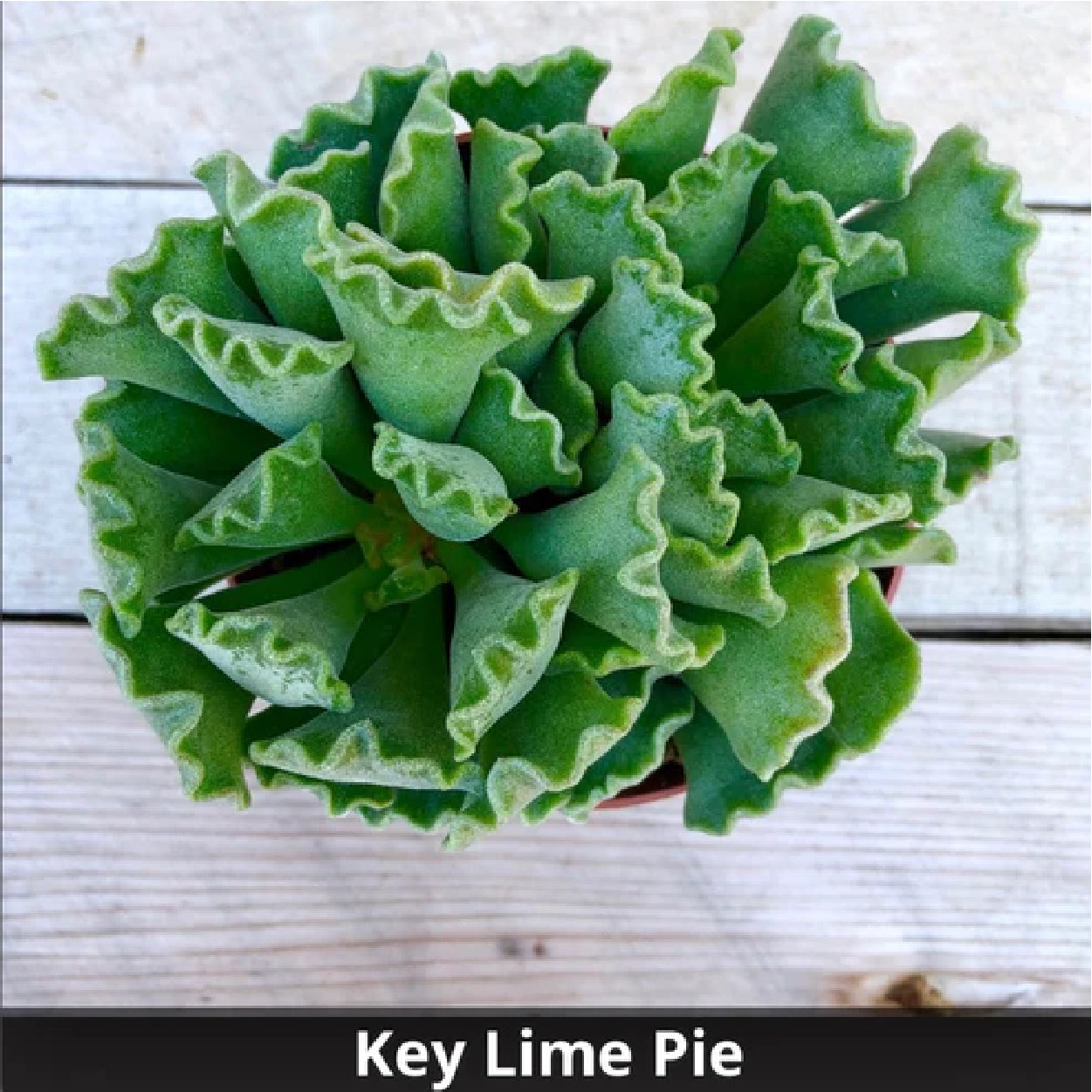 key lime pie succulent Adromischus cristatus “Key Lime Pie” 4”