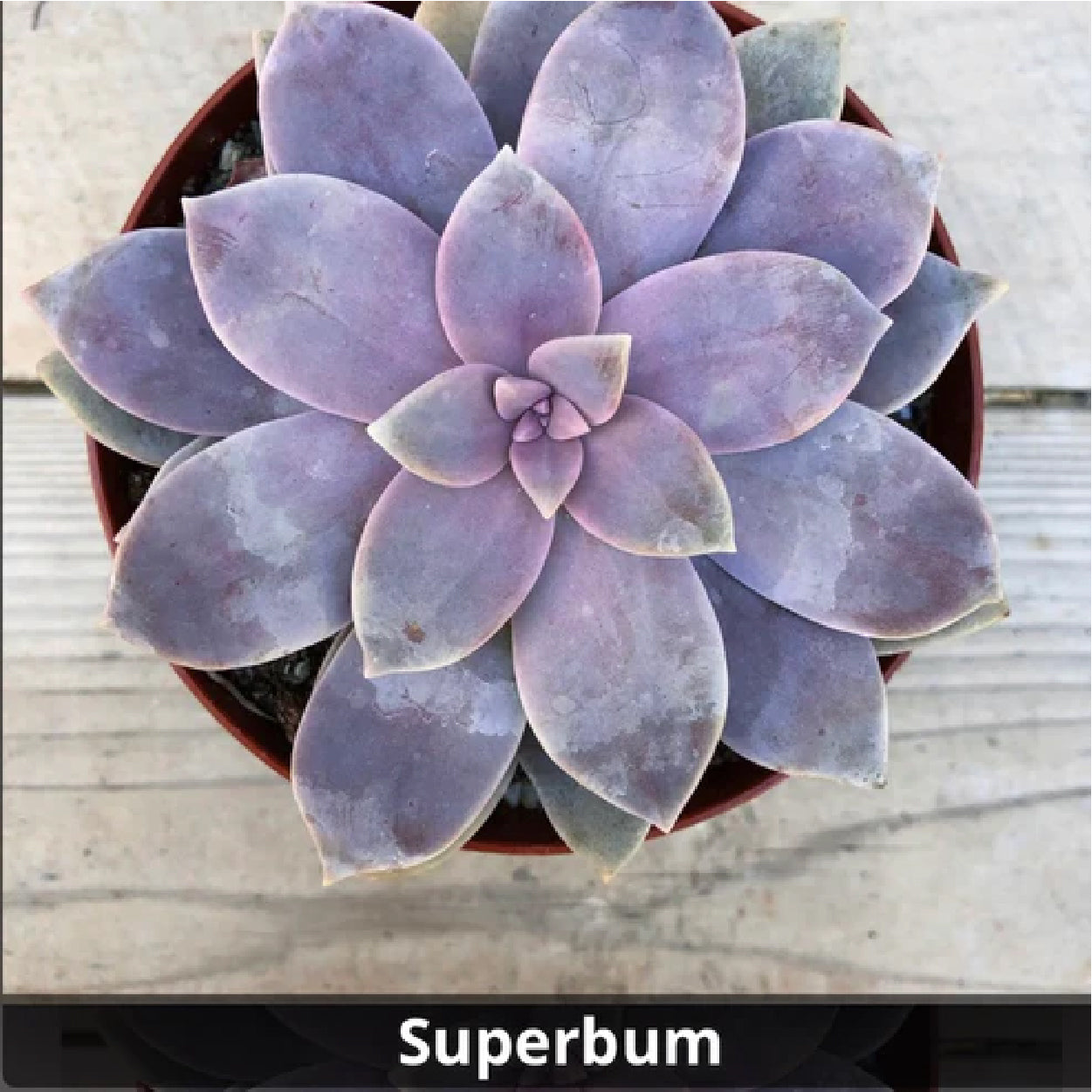 superbum succulent Graptopetalum ‘Superbum’ 4”