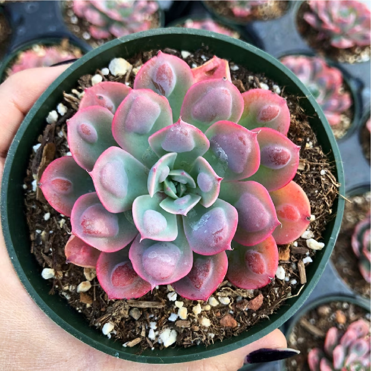 raindrops succulent plant Echeveria Raindrops 4”