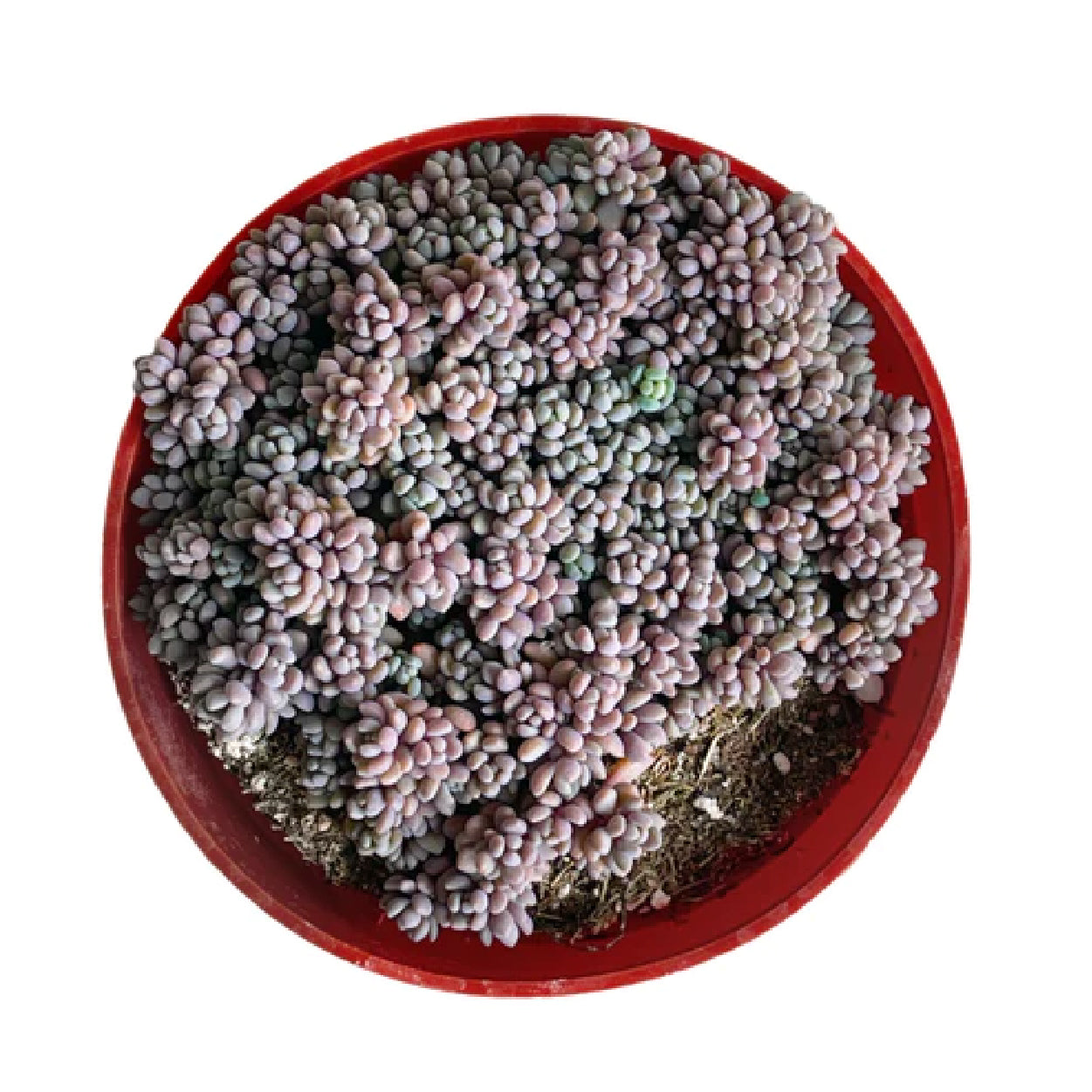 corsican stonecrop succulent Corsican Stonecrop
