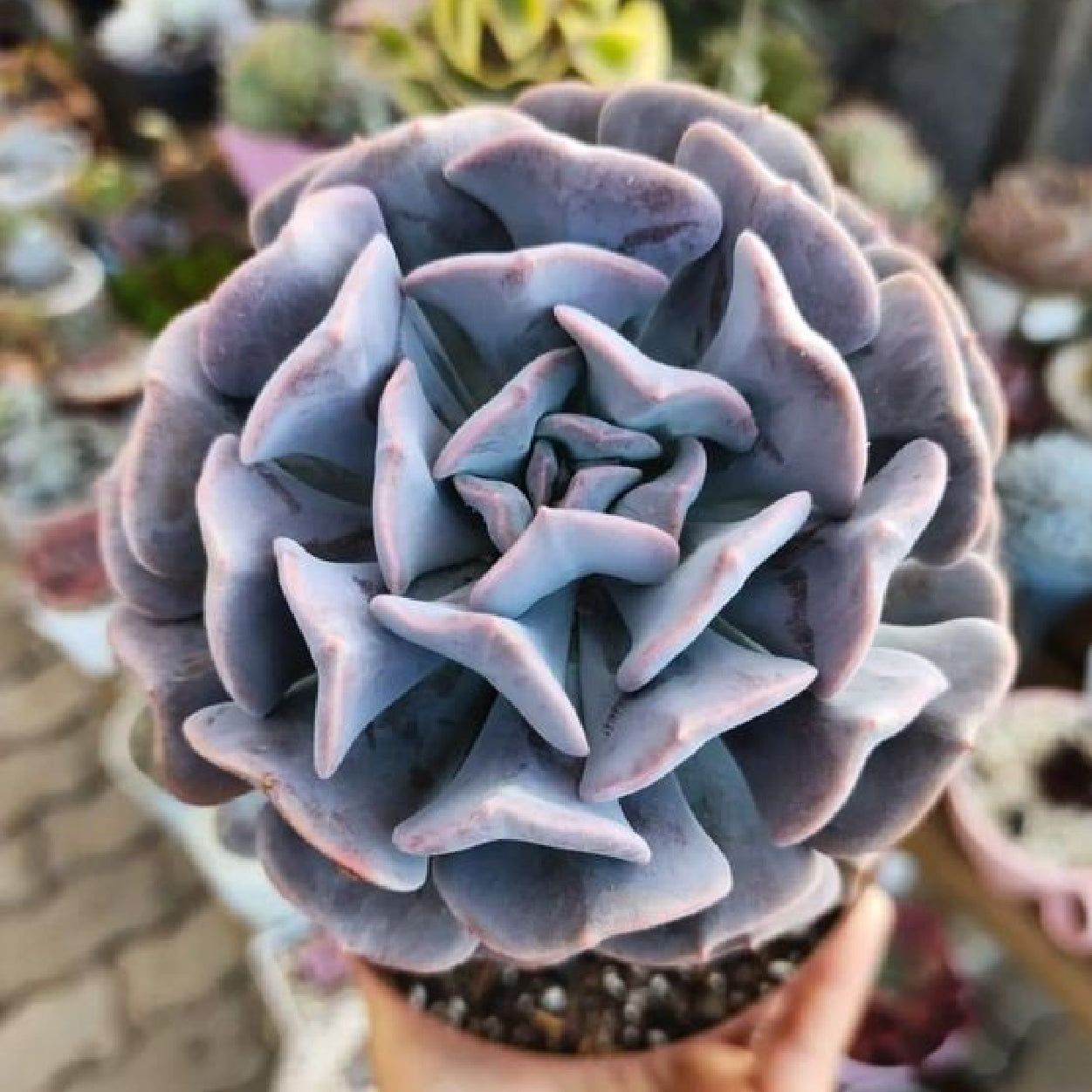 Echeveria 'Cubic Frost