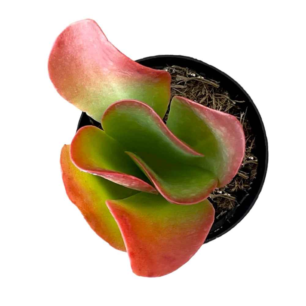 Kalanchoe luciae 'Flapjacks'