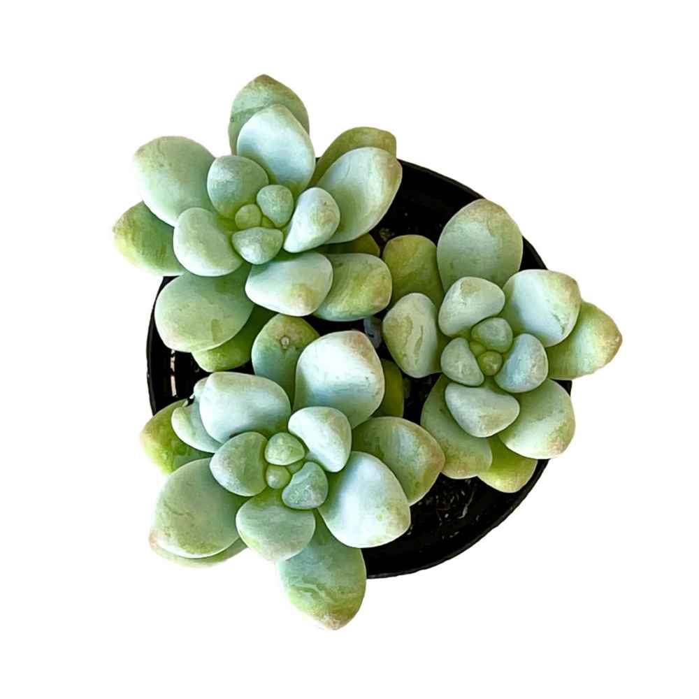 Sedum treleasei