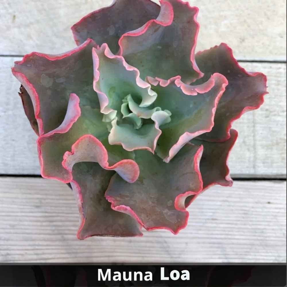 Echeveria Mauna Loa 4”