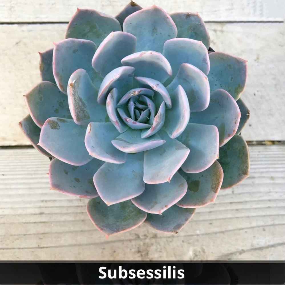 Echeveria Subsessilis 4”