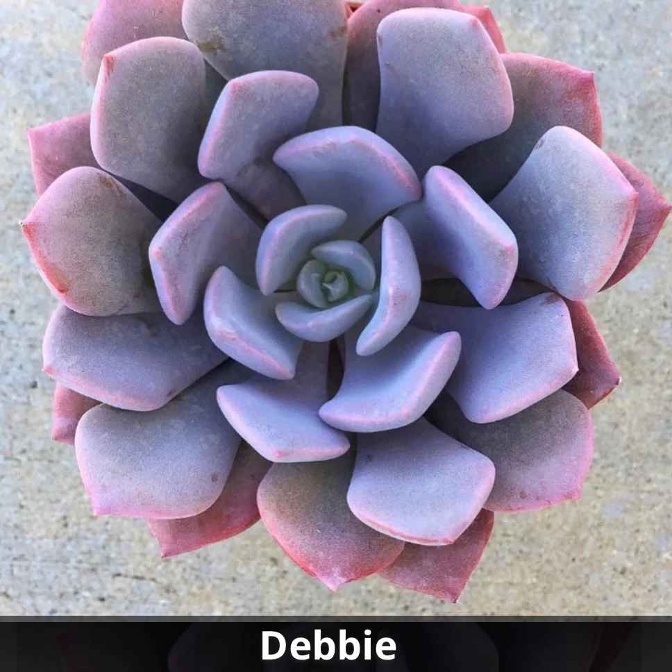 topsy debbie succulent Graptoveria ‘Debbie’ 4”