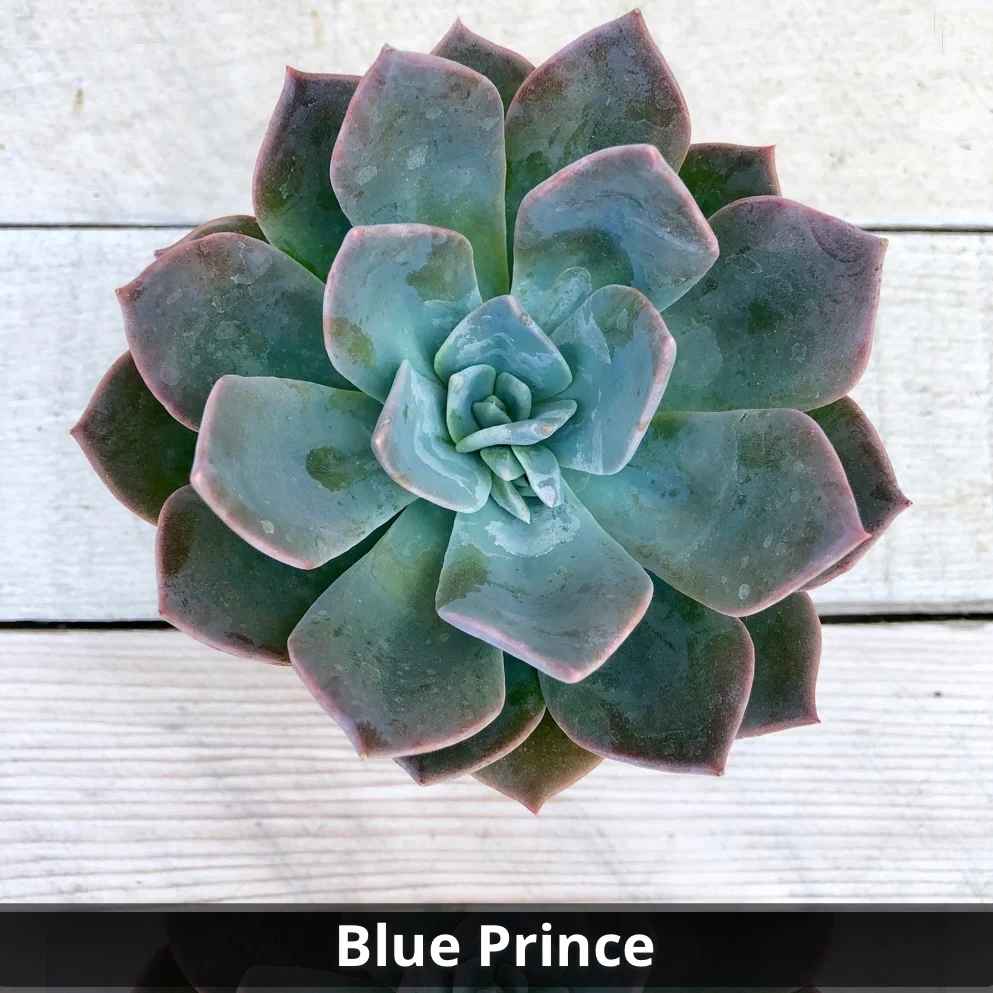 prince succulent Echeveria 'Blue Prince' 4”