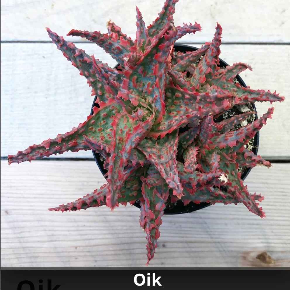 Aloe 'Oik' 4”