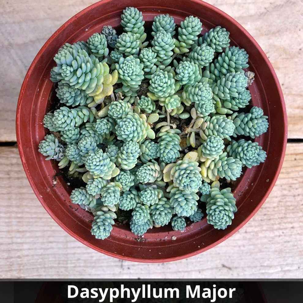 corsican stonecrop succulent Sedum dasyphyllum 'Major' (Corsican Stonecrop) 4”